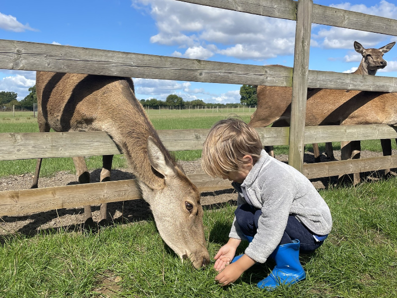 Meet Cute and Friendly Animals in Dorset