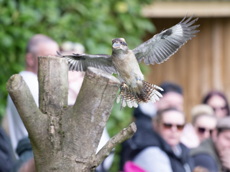 Meet Owls, Raptors and Reptiles in Hampshire